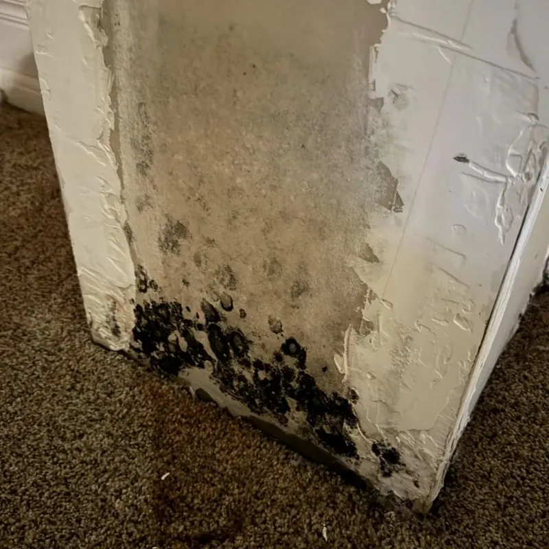 Professional Mold Removal in North Stamford, CT